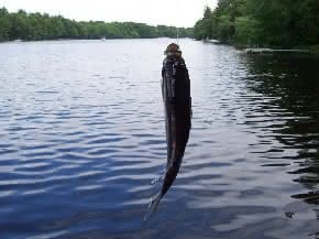 Pesca