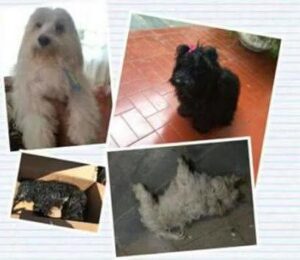 cães