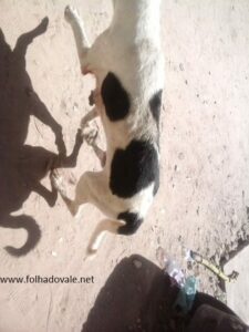 Cão