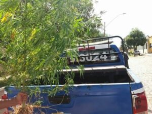 Crédito: Cotidiano Policial